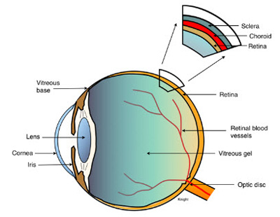eye and vitreous humor Looking for vitreous humor find out information about vitreous humor the transparent gel-like substance filling the greater part of the globe of the eye, the. eye and vitreous humor Looking for vitreous humor find out information about vitreous humor the transparent gel-like substance filling the greater part of the globe of the eye, the.